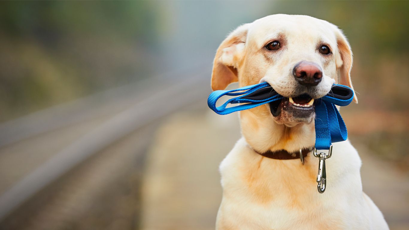 passear com o cachorro é importante para a saúde