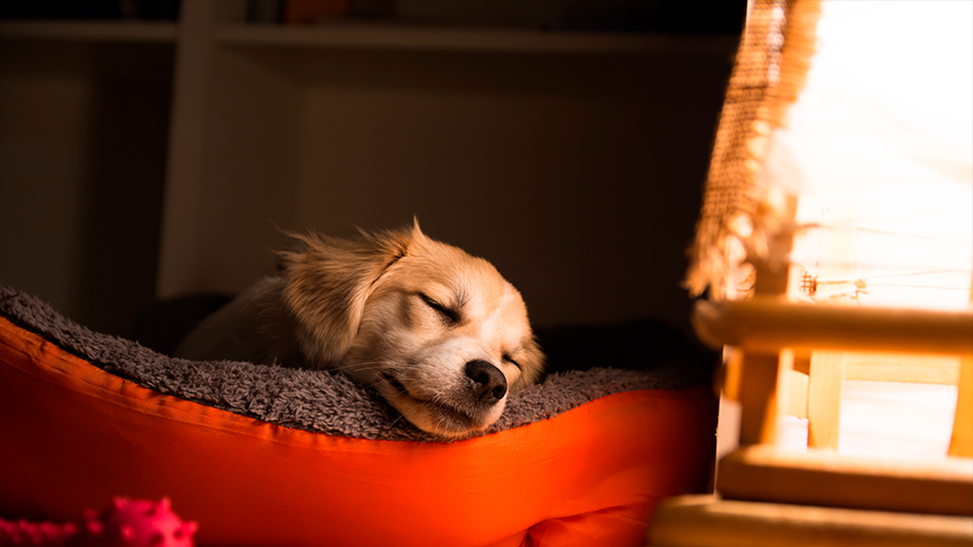 dormir é importante para humanos e cachorros