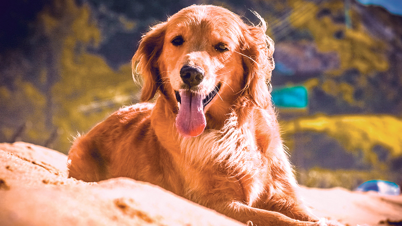 Cachorro tomando sol