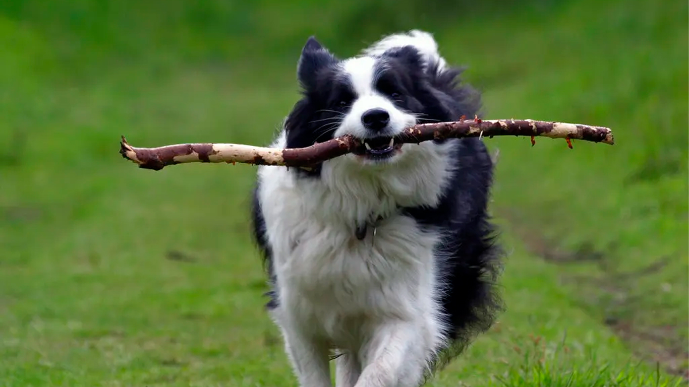 inteligência dos cães