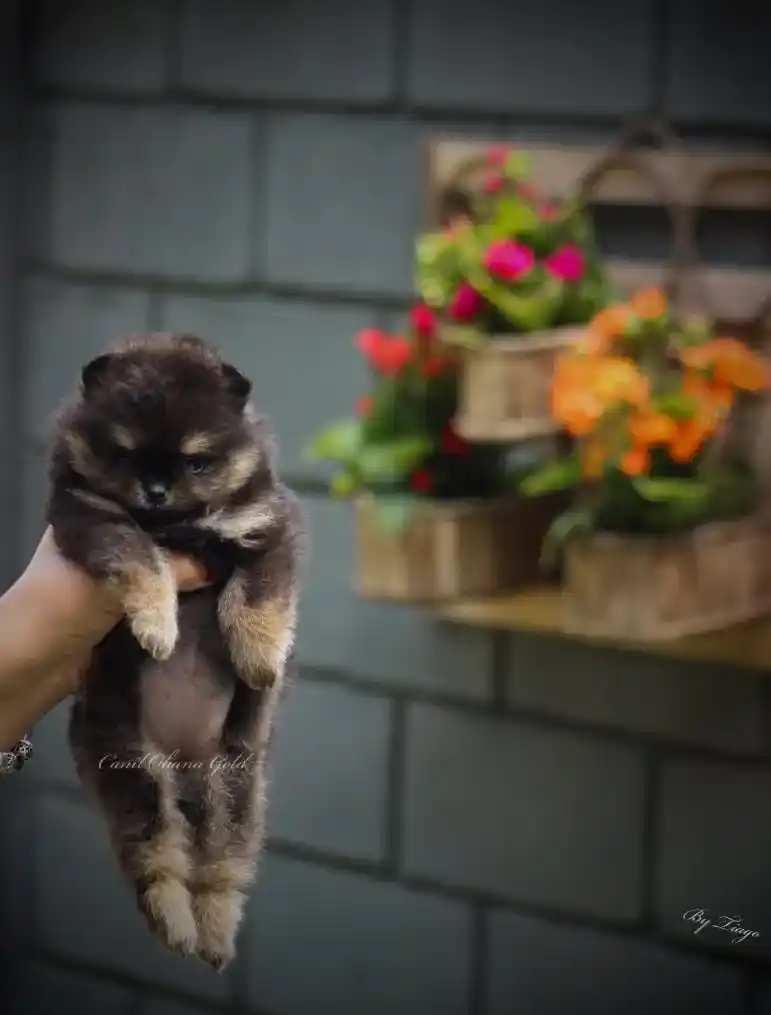 rljbyx5_11zon_11zon (1)